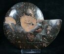 Black Ammonite (Half) - Rare Coloration #9647-2